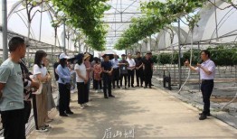 彭山县新闻爆料,揭秘彭山最新爆料事件背后的真相