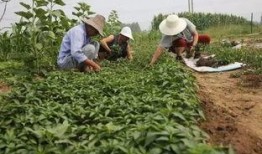 农民免费吃瓜视频下载,农民免费吃瓜视频走红网络，下载热潮席卷而来