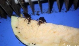 娱乐吃瓜酱蟑螂咬人,蟑螂咬人事件背后的惊人真相